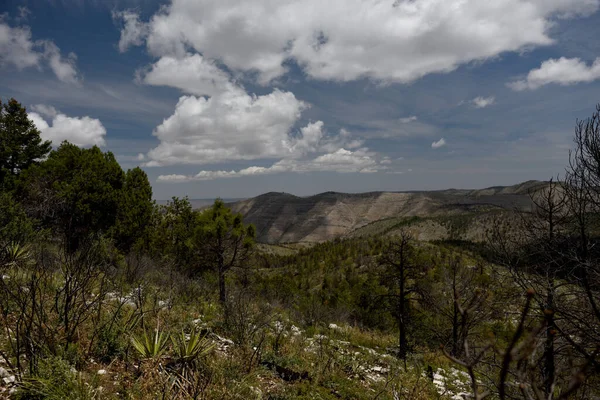 Scena Została Zrobiona Blue Ridge Trail Guadalupe National Park Teksas — Zdjęcie stockowe