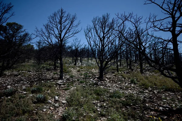 Sahne Blue Ridge Trail, Guadalupe Ulusal Parkı, Teksas 'ta çekildi.