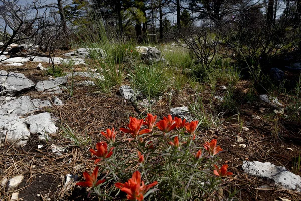 Sahne Blue Ridge, Guadalupe Ulusal Parkı, Teksas 'ta çekildi.