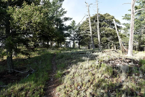 Sahne Bush Dağı Patikası, Guadalupe Ulusal Parkı, Teksas 'ta çekildi.