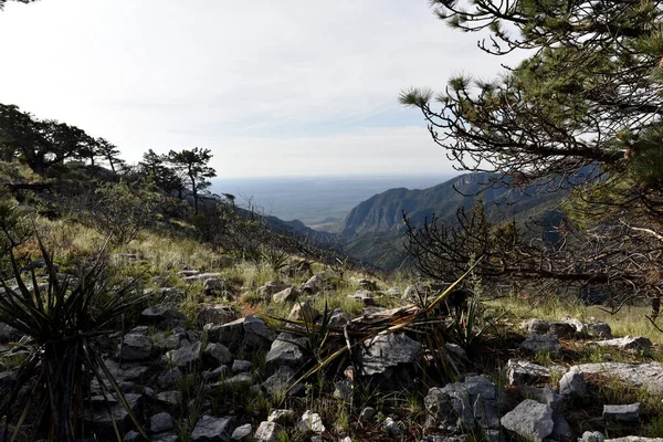 Die Szene Wurde Auf Dem Bush Mountain Trail Guadalupe National — Stockfoto