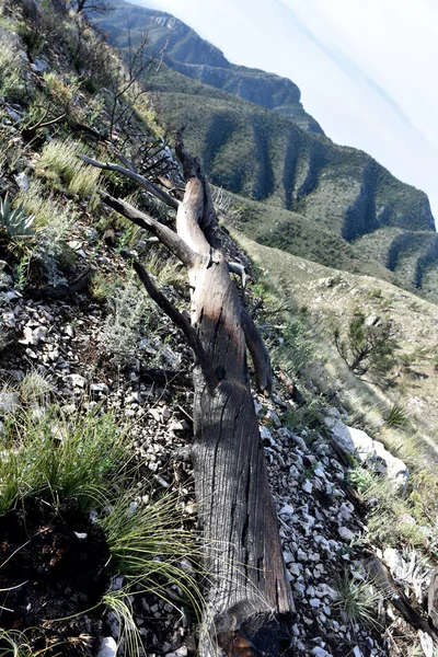 Sahne Bush Dağı Patikası, Guadalupe Ulusal Parkı, Teksas 'ta çekildi.