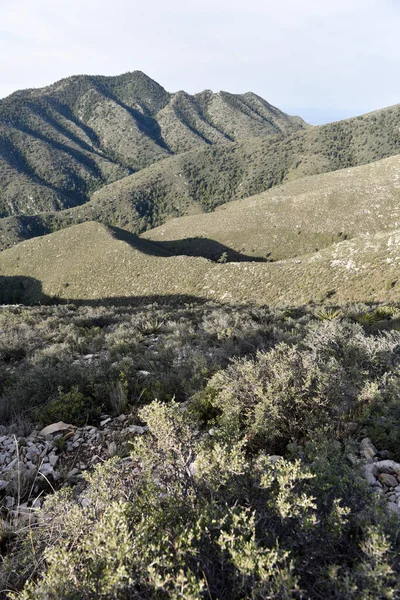 Scena Została Zrobiona Bush Mountain Trail Guadalupe National Park Teksas — Zdjęcie stockowe