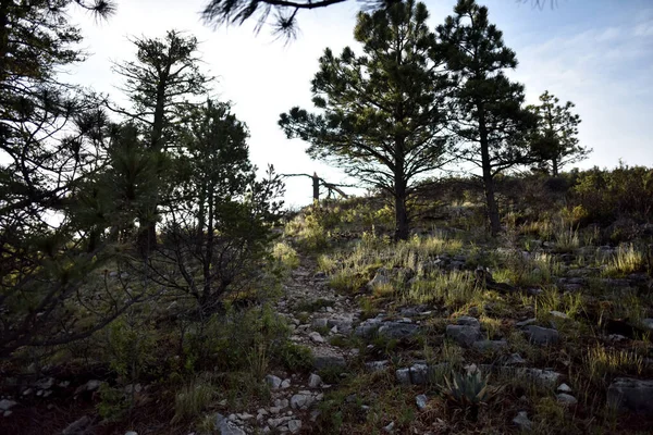 Dağın tepesinde günlük yağmur yağışından dolayı oldukça uzun ağaçlar var. Sahne Bush Dağı Patikası, Guadalupe Ulusal Parkı, Teksas 'ta çekildi.