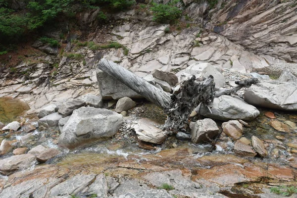 Su baskınında ölü odun yanıp söndü. 21 Haziran 2019, Seoraksan Ulusal Parkı, Kangwon-do, Kore.