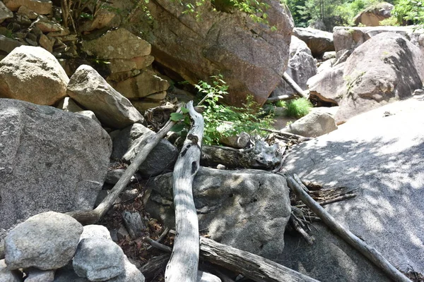 Kırık dallar (sel) üstüne sel. 20 Haziran 2019, Seoraksan Ulusal Parkı, Kangwon-do, Kore.