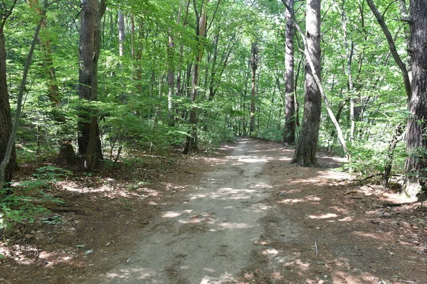 Kleiner Weg Direkt Nach Dem Eingang Zum Park Jun 2019 — Stockfoto