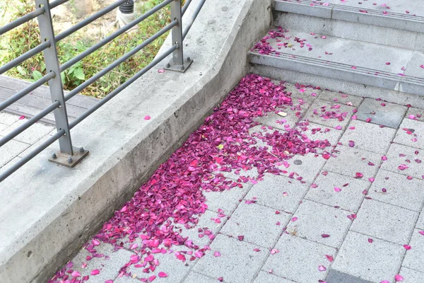 Halka açık bir parkın yanındaki kaldırımda düşen gül yaprakları..