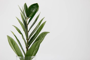 Zanzibar mücevheri, aroid palmiye, arum eğreltiotu hava temizleyici bir bitkidir..