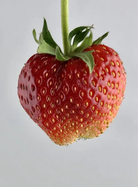 Fresas Rojas Sobre Fondo Blanco — Foto de Stock