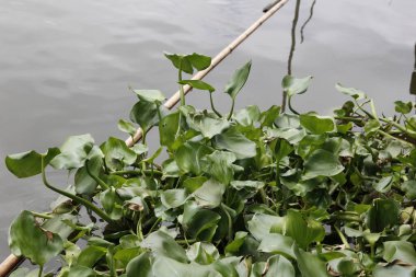 Kanalda yüzen sümbül..