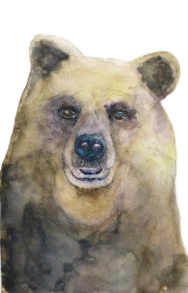 Akvarel Grizzly Medvěd Izolované Bílém Pozadí — Stock fotografie