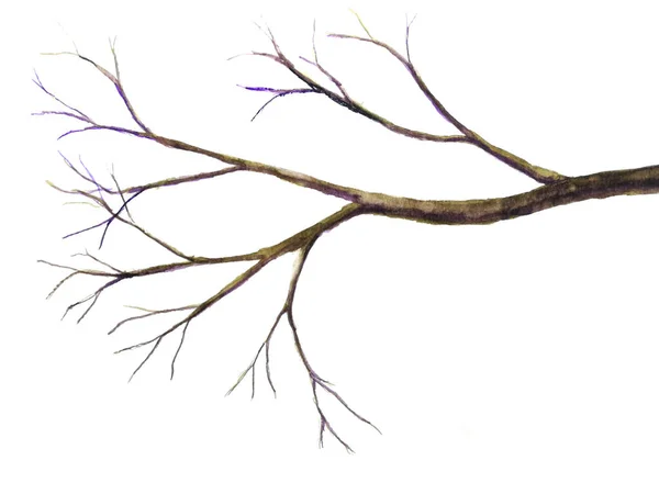 白い背景に孤立した水彩画の枝 — ストック写真