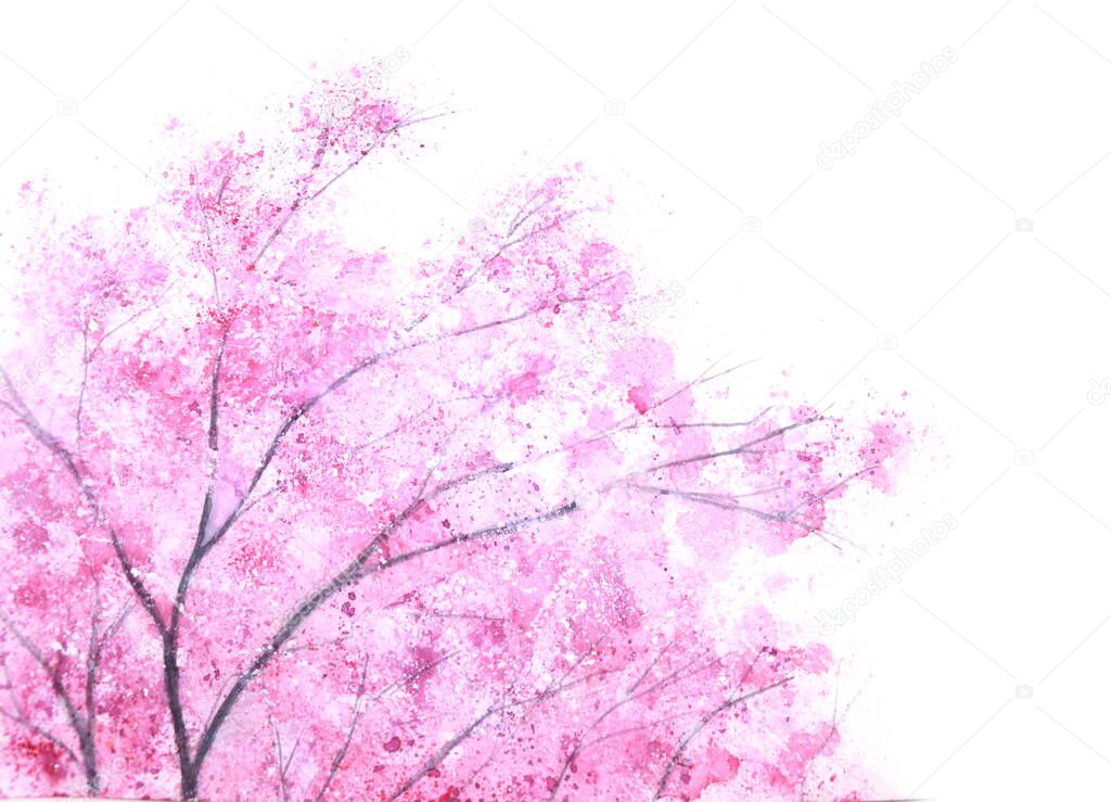 watercolor pink tree cherry blossom or sakura abstract isolated on white background.hand drawn.
