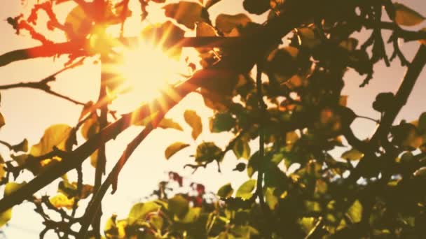 Jabłoni z liści, naturalnej żywności w rolnictwie słoneczny tło — Wideo stockowe