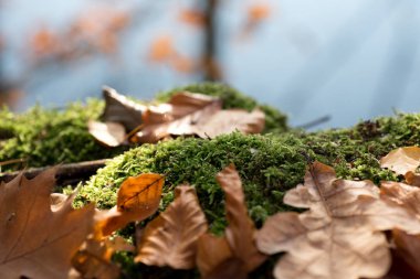 güdük ve kahverengi yosun ile ormanda bırakır