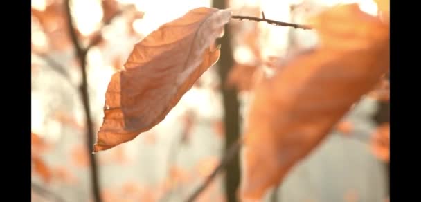 棕色叶子秋天叶子以模糊的背景 — 图库视频影像