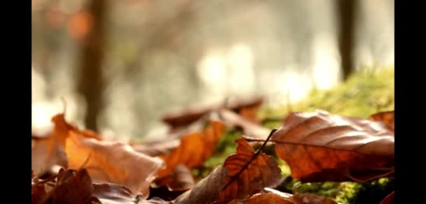 भूरे पत्ते शरद ऋतु पत्ती के साथ धुंधला पृष्ठभूमि — स्टॉक वीडियो