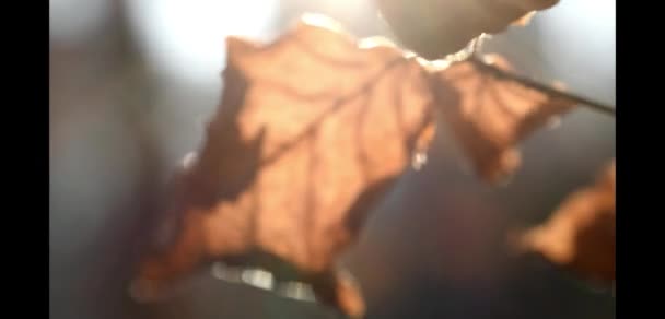 Foglie marrone foglia autunno con sfondo sfocato — Video Stock