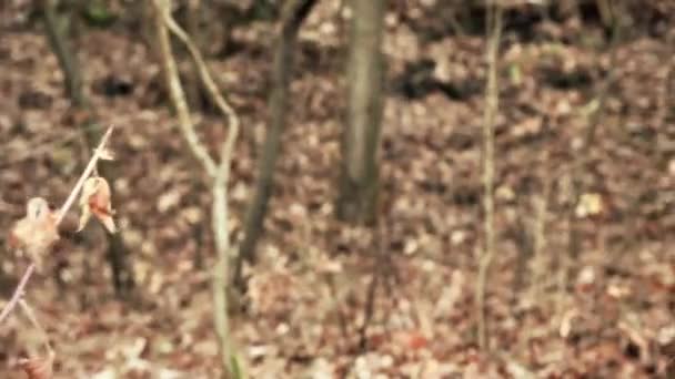 Закрыть лицо симпатичной женщине-викингу в осеннем лесу — стоковое видео