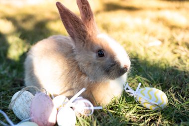Beyaz Paskalya bunny Paskalya yumurtaları çimlere oturup ile