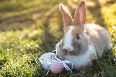 Beyaz Paskalya bunny Paskalya yumurtaları çimlere oturup ile