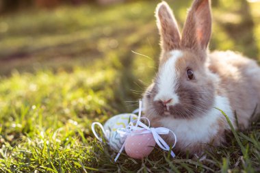Beyaz Paskalya bunny Paskalya yumurtaları çimlere oturup ile