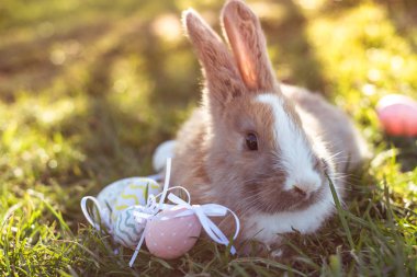 Beyaz Paskalya bunny Paskalya yumurtaları çimlere oturup ile