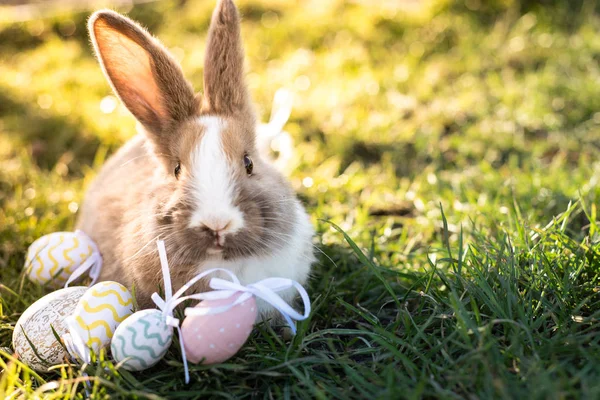 Easter white bunny with easter eggs sitting in the grass — Stock Photo, Image