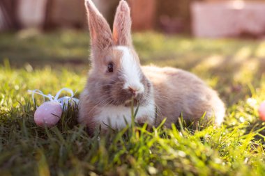 Beyaz Paskalya bunny Paskalya yumurtaları çimlere oturup ile