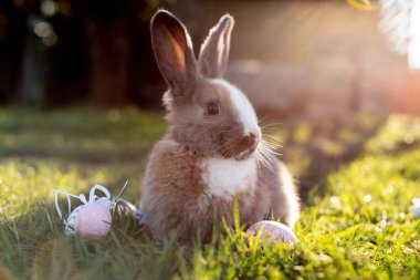 Beyaz Paskalya bunny Paskalya yumurtaları çimlere oturup ile