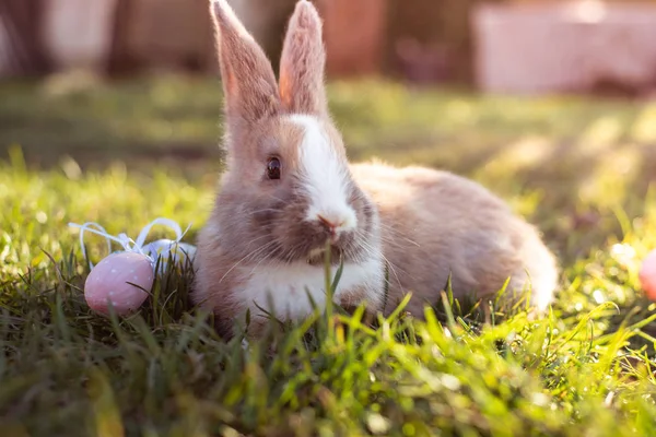 Beyaz Paskalya bunny Paskalya yumurtaları çimlere oturup ile