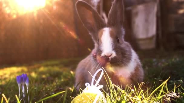 Lapin blanc de Pâques avec des œufs de Pâques assis dans l'herbe — Video