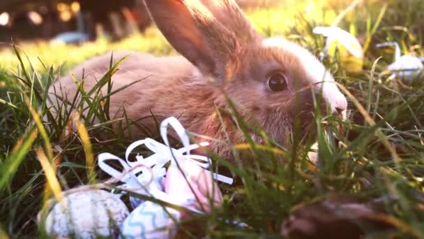 Lapin blanc de Pâques avec des œufs de Pâques assis dans l'herbe Vidéo De Stock