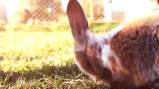 Conejo blanco de Pascua sentado en la hierba — Vídeos de Stock