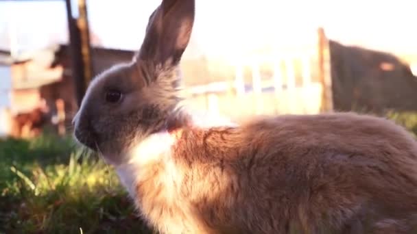 Conejo blanco de Pascua sentado en la hierba — Vídeos de Stock