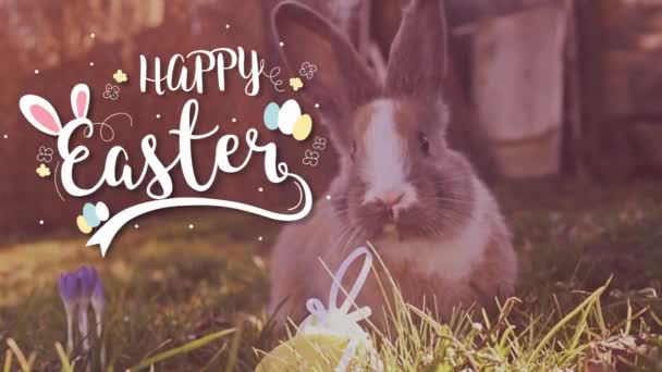 Easter white bunny with easter eggs sitting in the grass — Stock Video