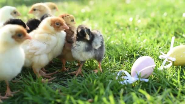 Närbild av nyfödda kycklingar i varm ton och näbb på gräsplan på grön bakgrund. — Stockvideo