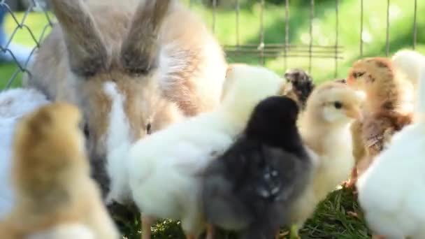 Cerca de pollos recién nacidos y conejito de Pascua en tono cálido en el campo de hierba sobre fondo verde . — Vídeos de Stock