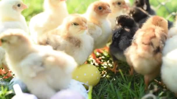 Close-up van pasgeboren kippen in warme toon en snavel op het grasveld op groene achtergrond. — Stockvideo