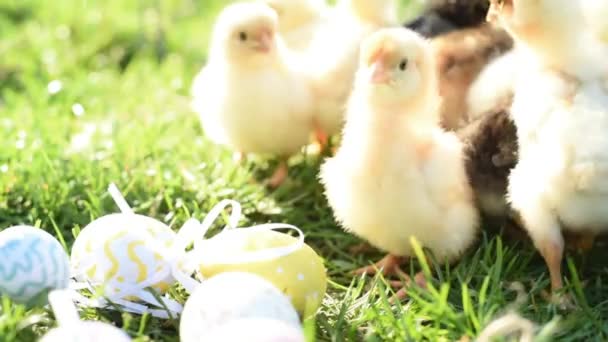 Close-up van pasgeboren kippen in warme toon en snavel op het grasveld op groene achtergrond. — Stockvideo