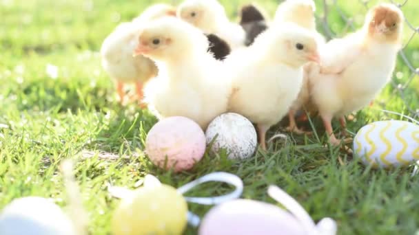 Cerca de los pollos recién nacidos en tono cálido y pico en el campo de hierba sobre fondo verde . — Vídeos de Stock