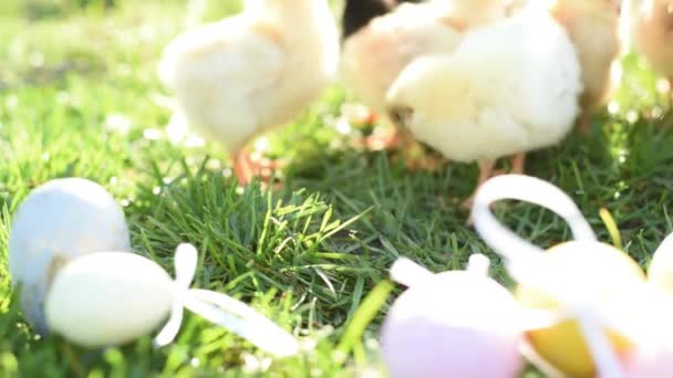 Cerca de los pollos recién nacidos en tono cálido y pico en el campo de hierba sobre fondo verde . — Vídeo de stock