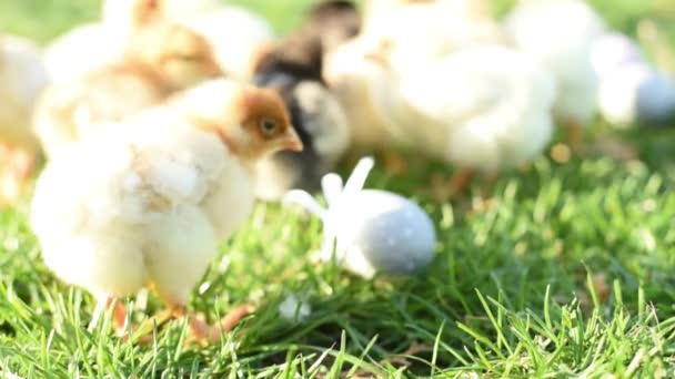 Close-up van pasgeboren kippen in warme toon en snavel op het grasveld op groene achtergrond. — Stockvideo