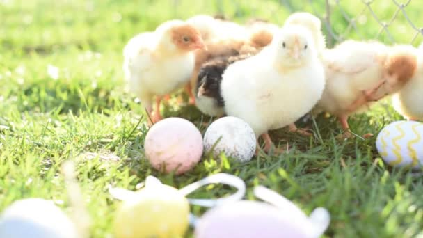 Cerca de los pollos recién nacidos en tono cálido y pico en el campo de hierba sobre fondo verde . — Vídeos de Stock