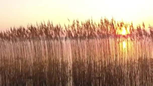 Aerial view of helicopter flying during gorgeous sunset in Germany — Stock Video