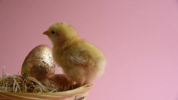 Pollito amarillo en copa de huevo con nido de Pascua y huevos de Pascua — Vídeos de Stock