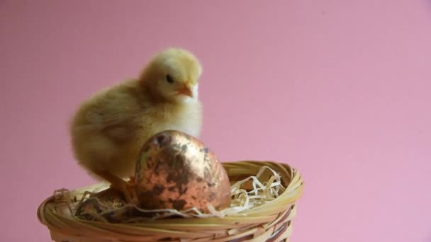 Gele kuiken in eierschaal met paasnest en paaseieren — Stockvideo