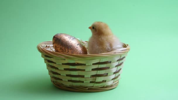 Żółty Wielkanoc kurczaka w Wielkanoc gniazdo z zielonym tle — Wideo stockowe