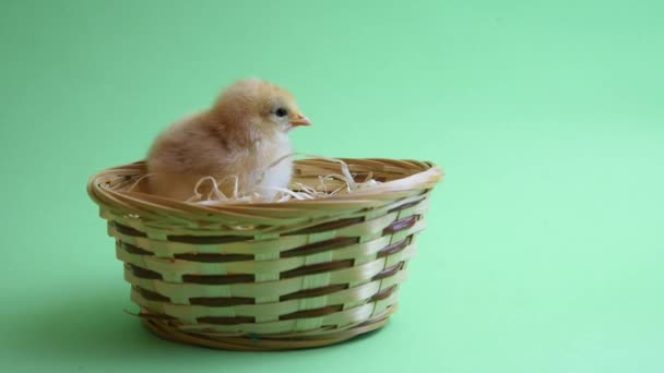 Gul påsk kyckling i påsk bo med grön bakgrund — Stockvideo
